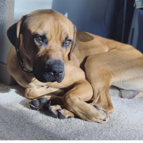 Ridgeback deals cross mastiff