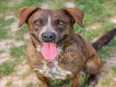 JEANNIE's profile on Petfinder.com