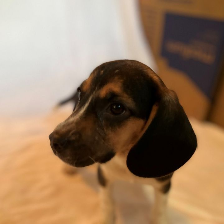 Salem, an adopted Beagle in La Plata, MD_image-2