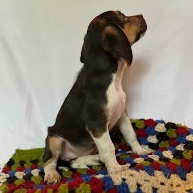 Salem, an adoptable Beagle in La Plata, MD_image-5