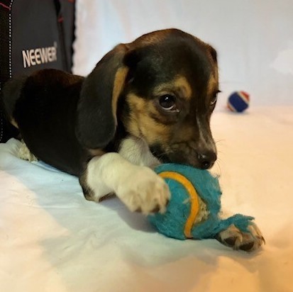 Sandy, an adoptable Beagle in La Plata, MD_image-5
