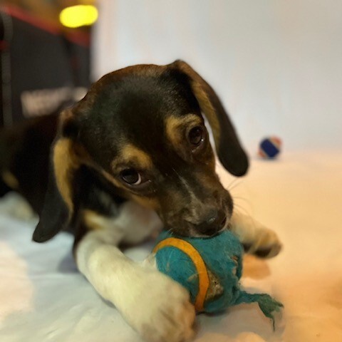 Sandy, an adoptable Beagle in La Plata, MD_image-6