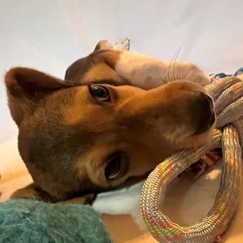 Sage, an adoptable Beagle in La Plata, MD_image-1