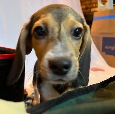 Sage, an adoptable Beagle in La Plata, MD_image-2