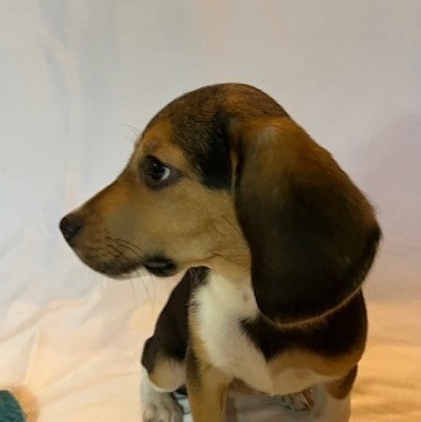 Sage, an adoptable Beagle in La Plata, MD_image-5