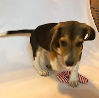 Sage, an adoptable Beagle in La Plata, MD_image-6