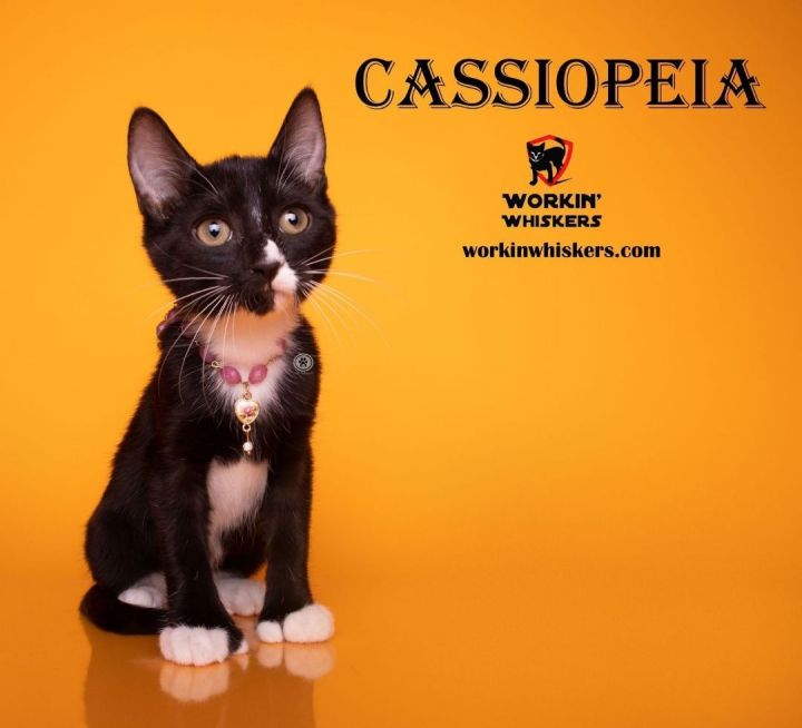 CASSIOPEIA, an adoptable Extra-Toes Cat / Hemingway Polydactyl & Tuxedo Mix in Palm Desert, CA_image-1