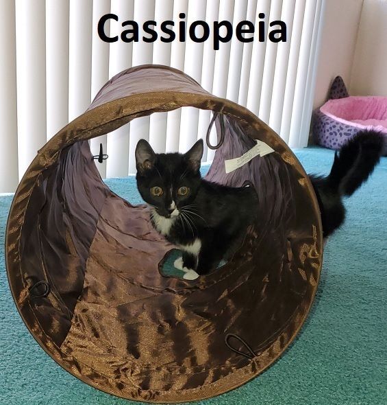 CASSIOPEIA, an adoptable Extra-Toes Cat / Hemingway Polydactyl & Tuxedo Mix in Palm Desert, CA_image-2