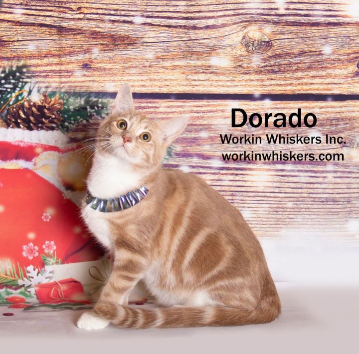 DORADO, an adoptable Domestic Short Hair & Tabby Mix in Palm Desert, CA_image-3