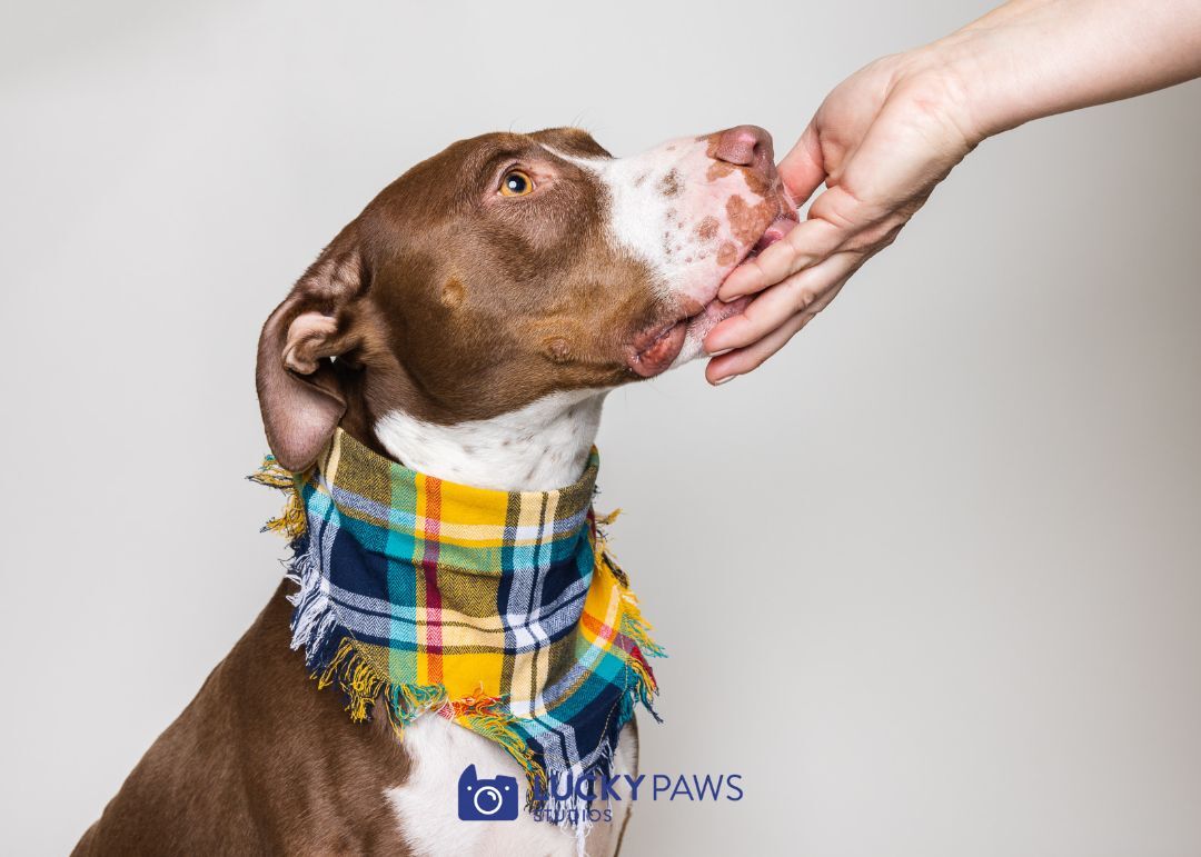 Memphis (Memmie)-(in Foster), an adoptable Pit Bull Terrier in Hood River, OR, 97031 | Photo Image 2