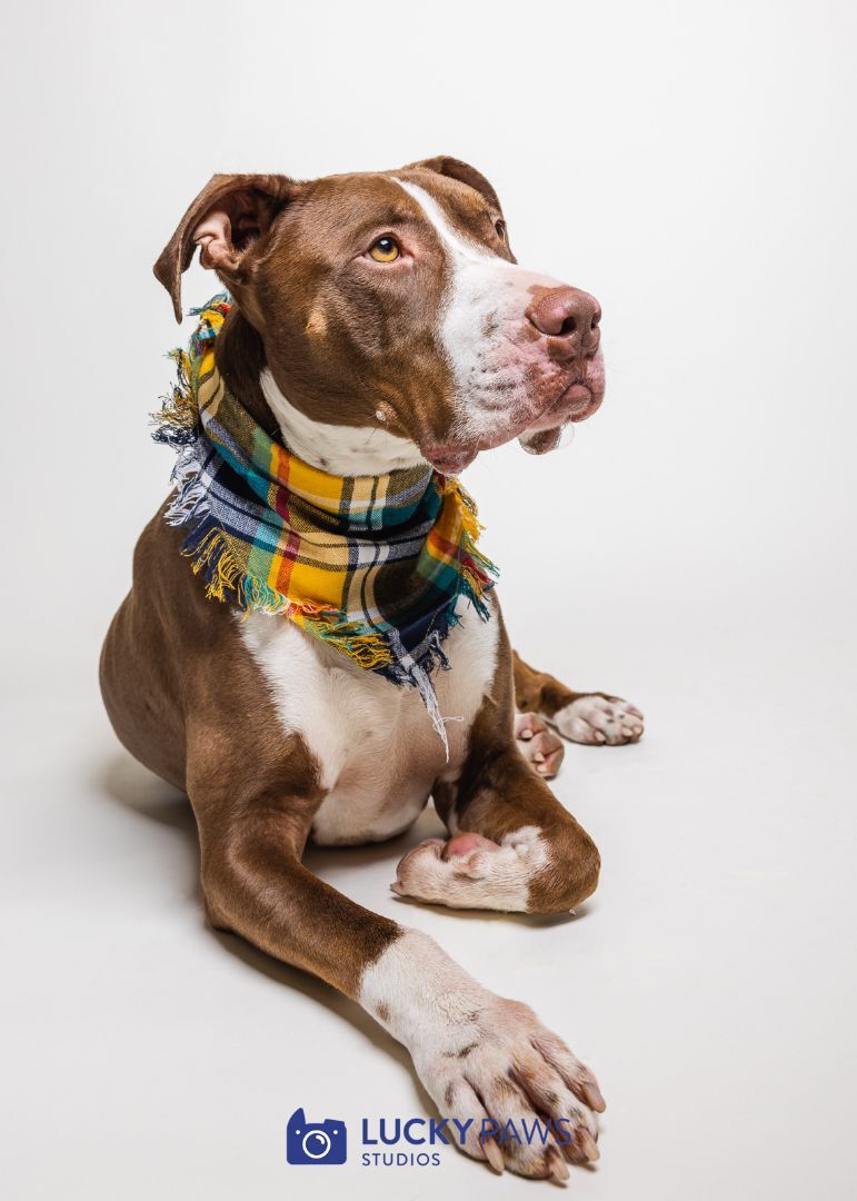 Memphis (Memmie)-(in Foster), an adoptable Pit Bull Terrier in Hood River, OR, 97031 | Photo Image 1