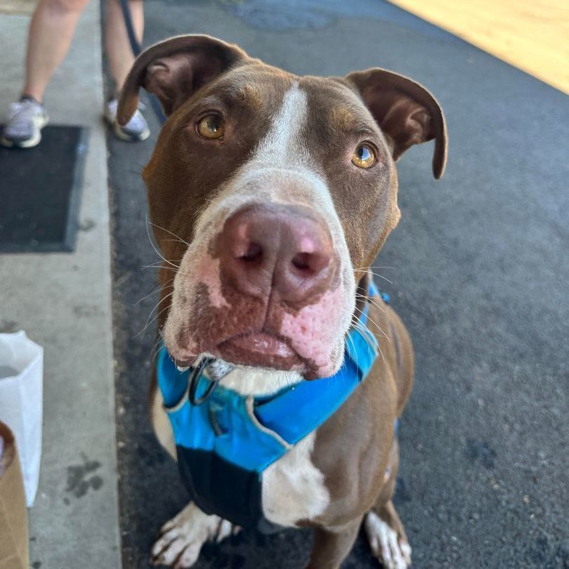 Memphis (Memmie)-(in Foster), an adoptable Pit Bull Terrier in Hood River, OR, 97031 | Photo Image 4