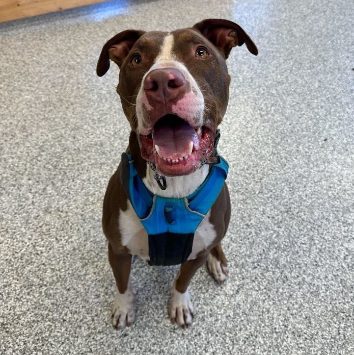 Memphis (Memmie)-(in Foster), an adoptable Pit Bull Terrier in Hood River, OR, 97031 | Photo Image 5