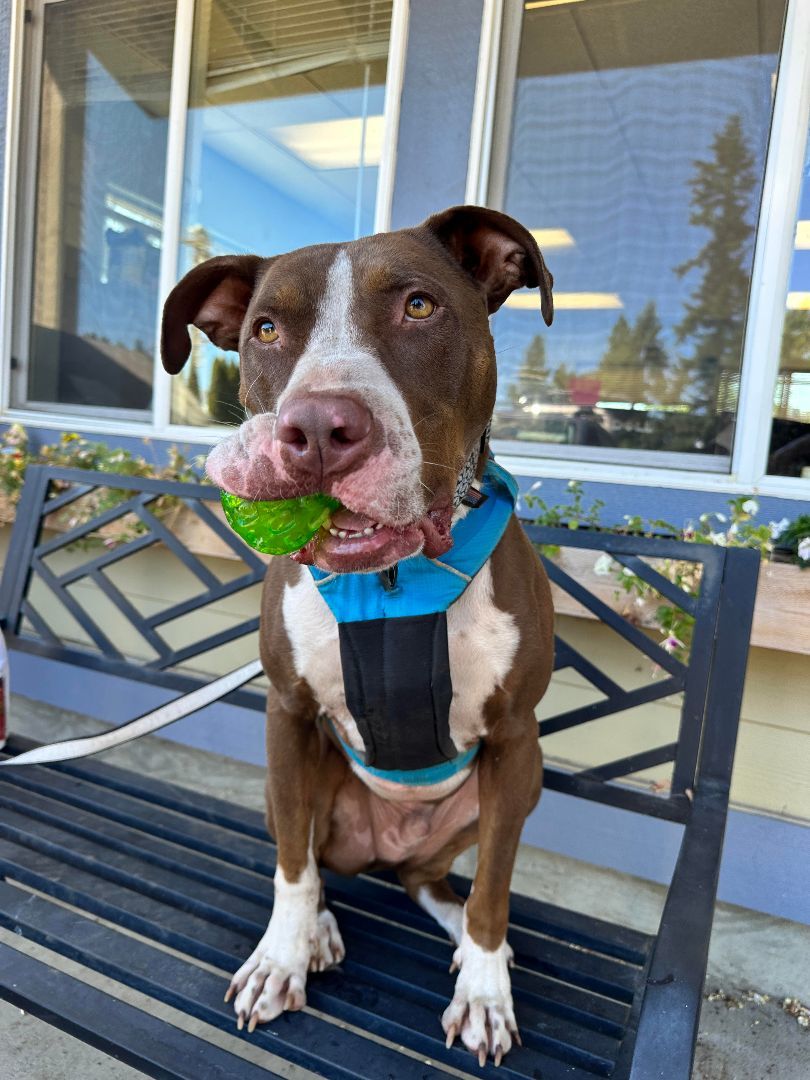 Memphis (Memmie)-(in Foster), an adoptable Pit Bull Terrier in Hood River, OR, 97031 | Photo Image 1