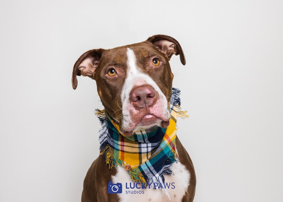 Memphis (Memmie)-(in Foster), an adoptable Pit Bull Terrier in Hood River, OR, 97031 | Photo Image 6