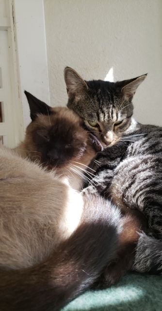 Harvey and Henry, an adoptable Domestic Short Hair & Siamese Mix in Hollister, CA_image-2