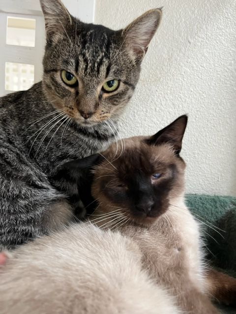 Harvey and Henry, an adoptable Domestic Short Hair & Siamese Mix in Hollister, CA_image-4