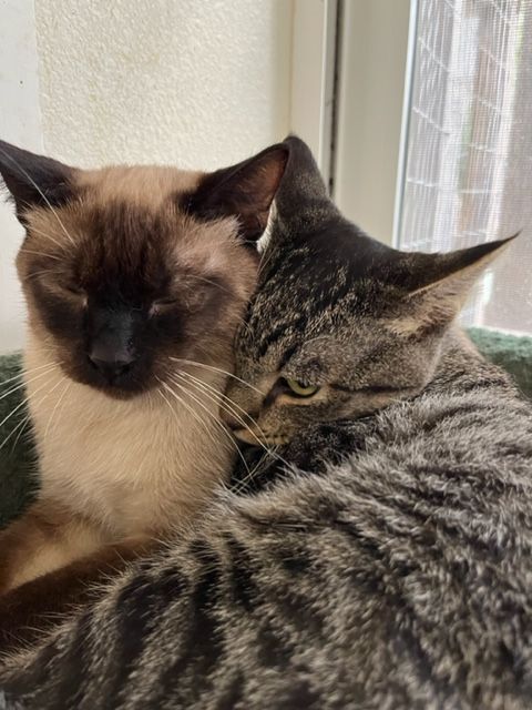 Harvey and Henry, an adoptable Domestic Short Hair & Siamese Mix in Hollister, CA_image-1