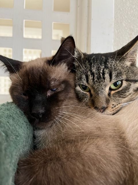 Harvey and Henry, an adoptable Domestic Short Hair & Siamese Mix in Hollister, CA_image-6