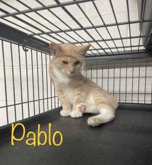 Pablo