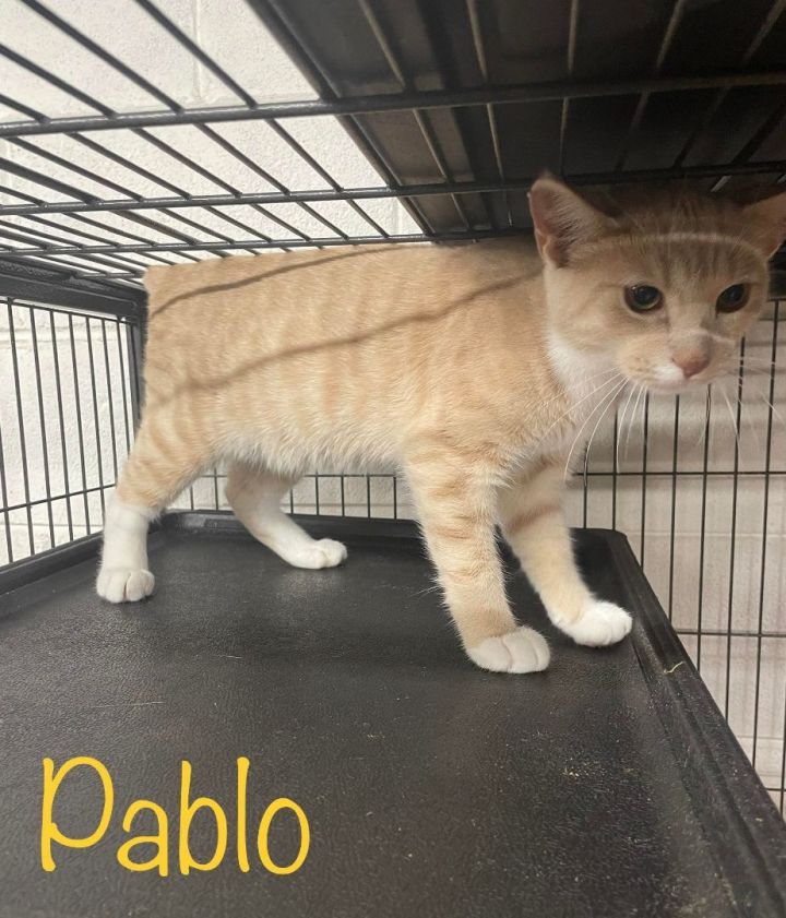 Pablo, an adoptable Domestic Short Hair Mix in Toast, NC_image-2