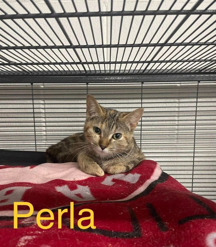 Perla, an adoptable Domestic Short Hair Mix in Toast, NC_image-1