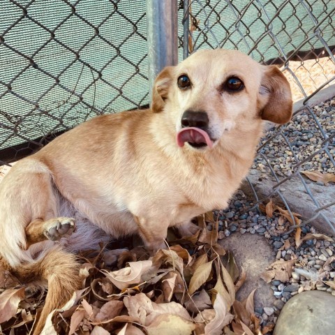 Paige aka Cappy, an adoptable Mixed Breed in Fresno, CA, 93725 | Photo Image 1