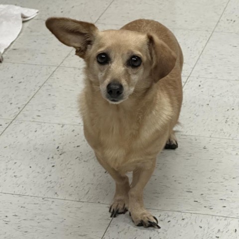 Paige aka Cappy, an adoptable Mixed Breed in Fresno, CA, 93725 | Photo Image 1