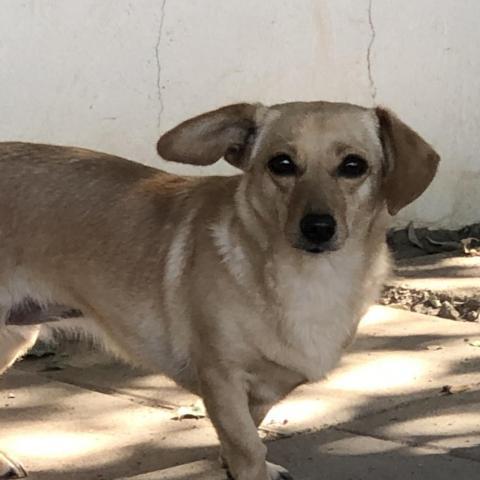 Paige aka Cappy, an adoptable Mixed Breed in Fresno, CA, 93725 | Photo Image 2