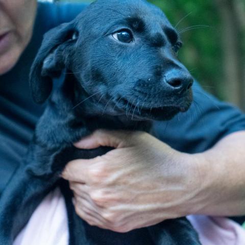 murphy, an adoptable Labrador Retriever Mix in Patterson, NY_image-6