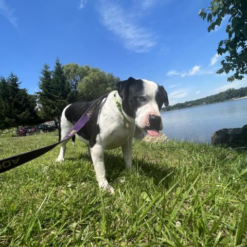 Penelope, an adoptable American Bulldog in Patterson, NY_image-3