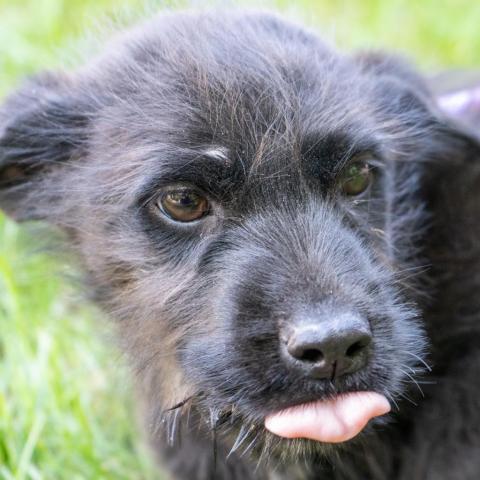 Rosalee, an adoptable Terrier Mix in Patterson, NY_image-3
