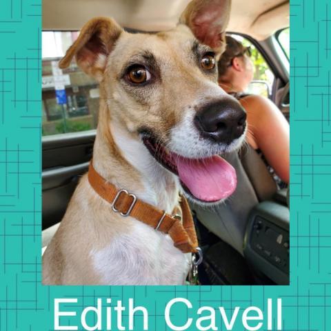 Edith Cavell (Eddy), an adoptable Labrador Retriever Mix in Patterson, NY_image-1