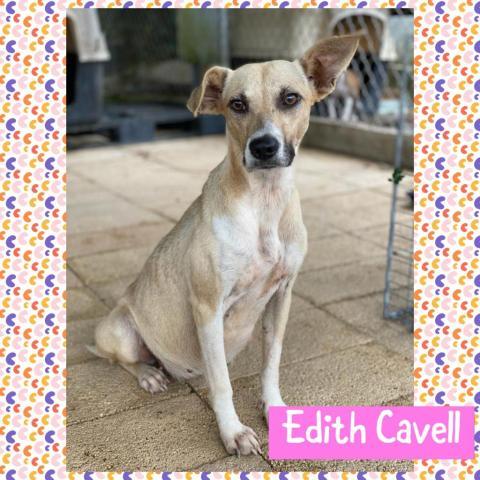 Edith Cavell (Eddy) 2