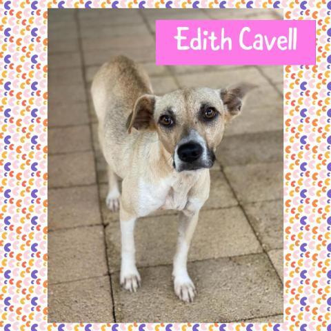 Edith Cavell (Eddy), an adoptable Labrador Retriever Mix in Patterson, NY_image-3