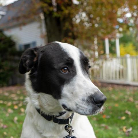 Lucky, an adoptable Cattle Dog & Labrador Retriever Mix in Patterson, NY_image-1