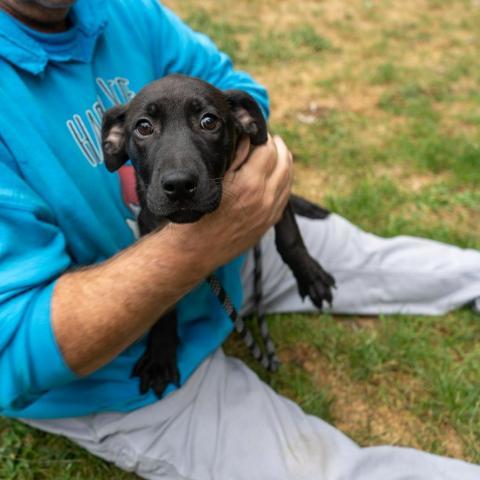 Candy, an adoptable Terrier Mix in Patterson, NY_image-3