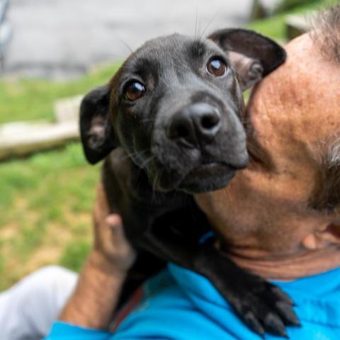 Candy, an adoptable Terrier Mix in Patterson, NY_image-4