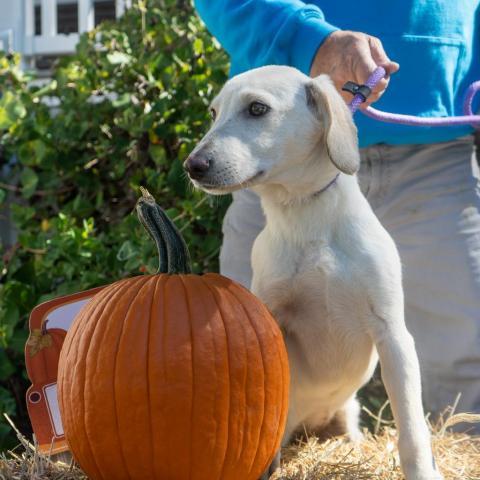 Gala, an adoptable Yellow Labrador Retriever Mix in Patterson, NY_image-1