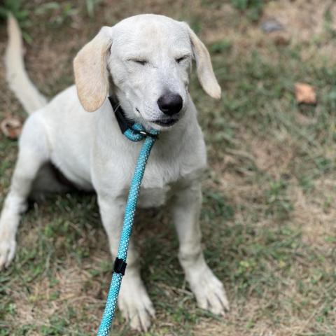Gala, an adoptable Yellow Labrador Retriever Mix in Patterson, NY_image-5