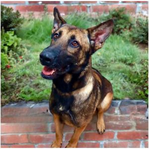 Chestnut, Adult Male Mixed Breed