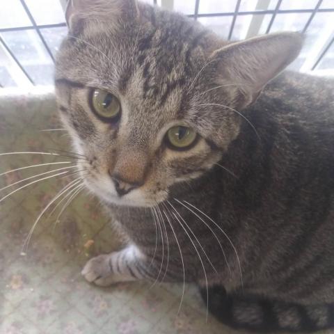 Braveheart, an adoptable Domestic Short Hair in Hemet, CA, 92543 | Photo Image 1