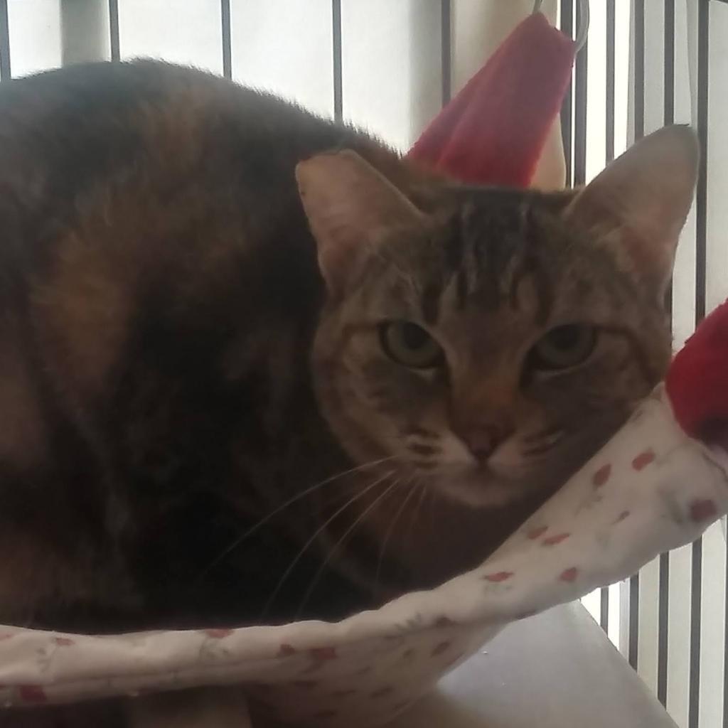 Monique, an adoptable Domestic Short Hair in Hemet, CA, 92543 | Photo Image 2