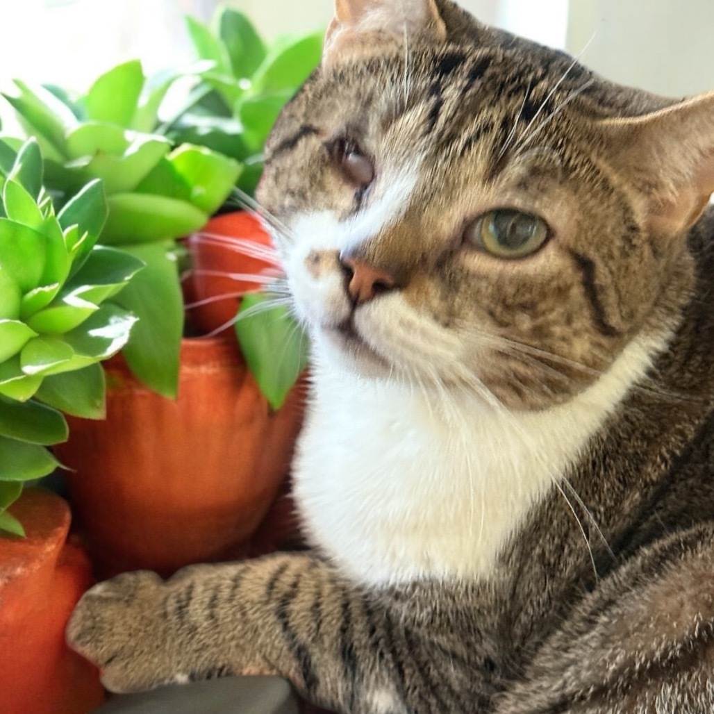 Harmony, an adoptable Domestic Short Hair in Hemet, CA, 92543 | Photo Image 1