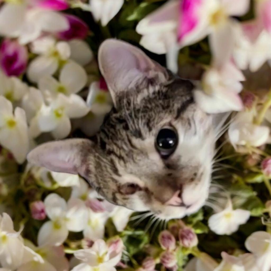 Harmony, an adoptable Domestic Short Hair in Hemet, CA, 92543 | Photo Image 2