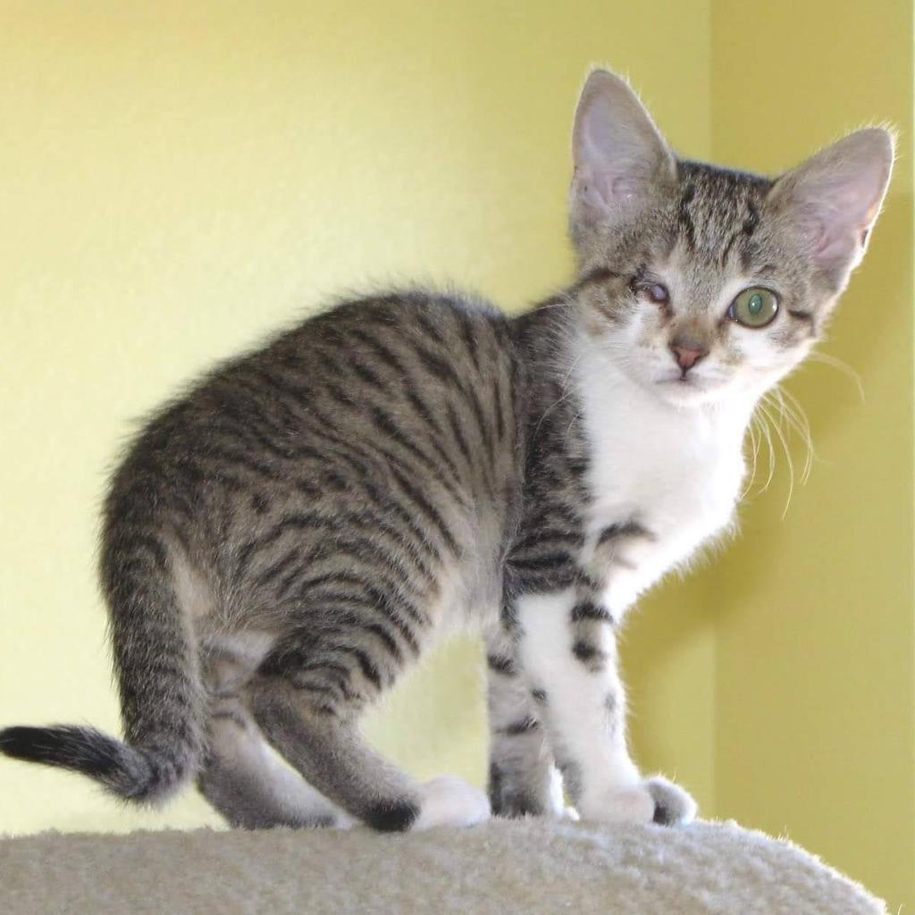 Harmony, an adoptable Domestic Short Hair in Hemet, CA, 92543 | Photo Image 3