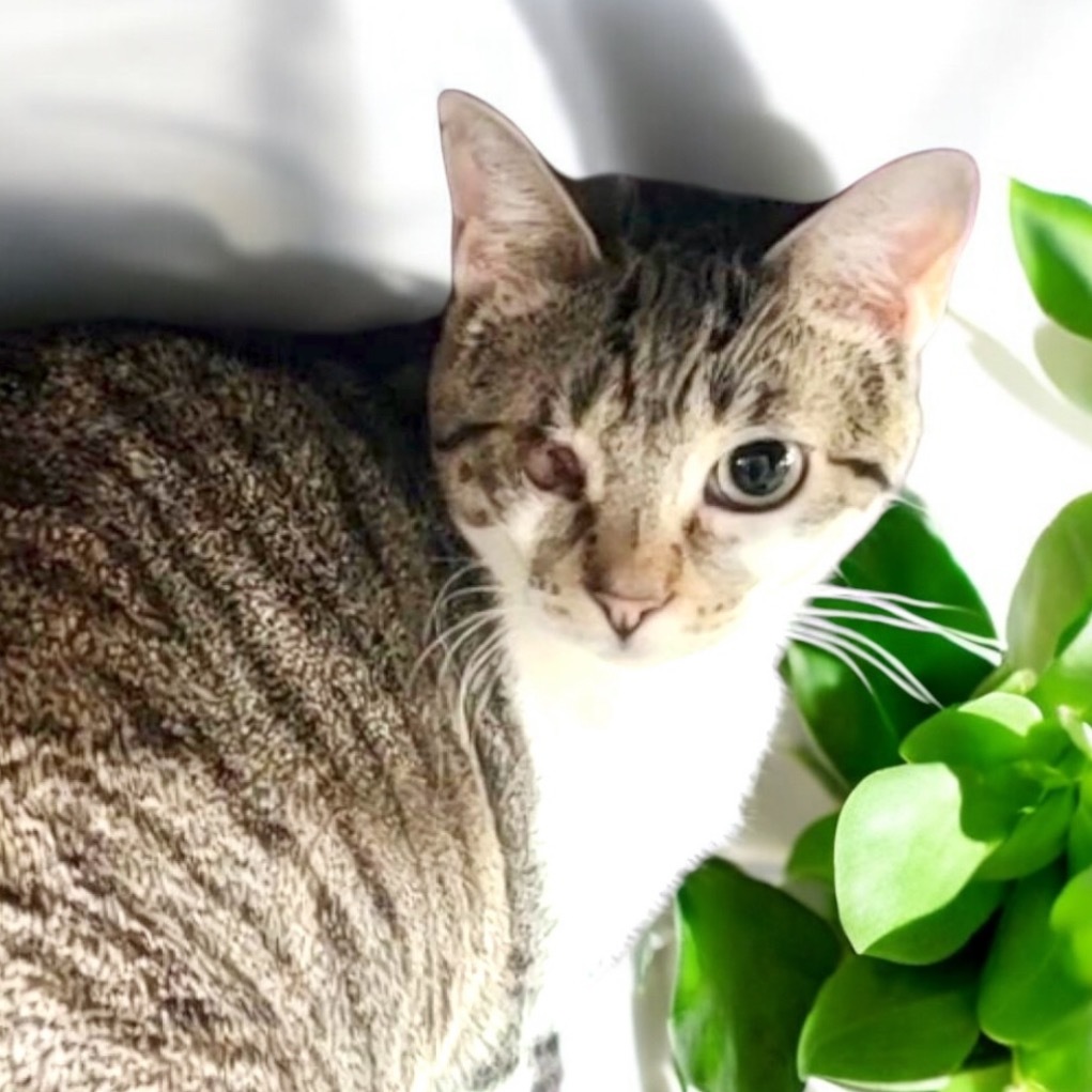 Harmony, an adoptable Domestic Short Hair in Hemet, CA, 92543 | Photo Image 4