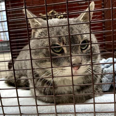 Comet, an adoptable Domestic Short Hair in Hemet, CA, 92543 | Photo Image 1