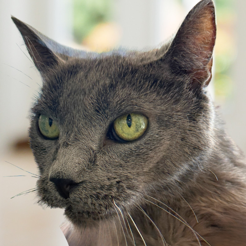 Midnight, an adoptable Russian Blue in Hemet, CA, 92543 | Photo Image 1