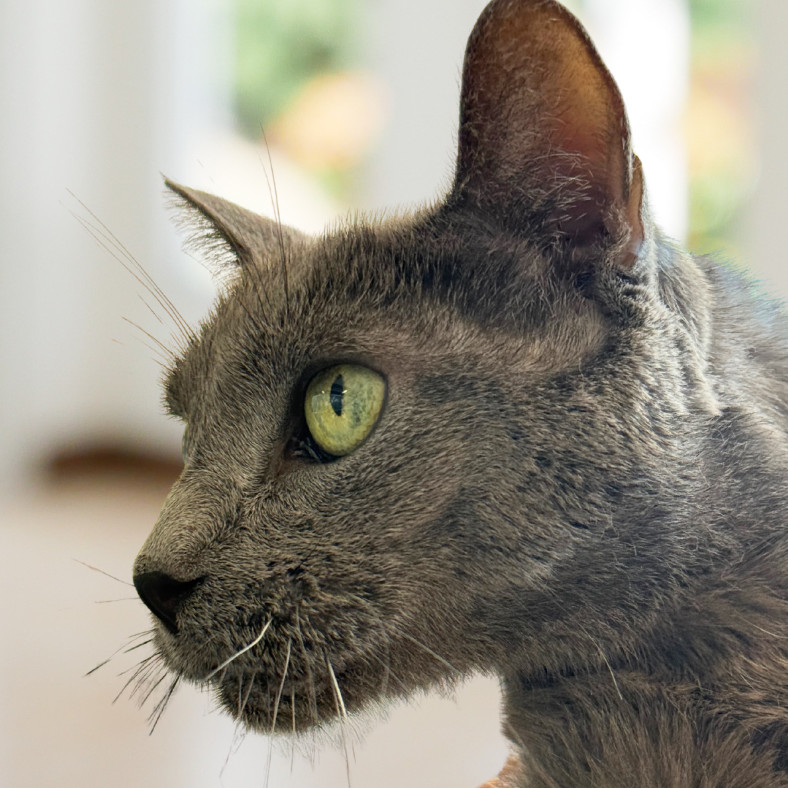 Midnight, an adoptable Russian Blue in Hemet, CA, 92543 | Photo Image 2
